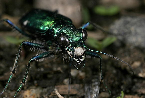 Tiger Beetle - 4