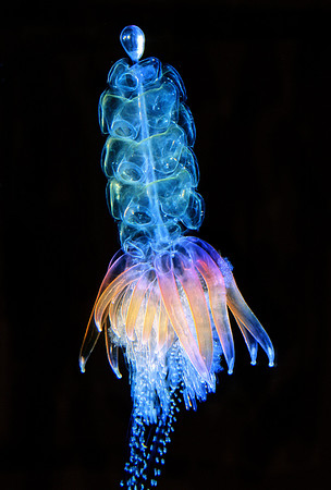 Hula Skirt Siphonophore - 2