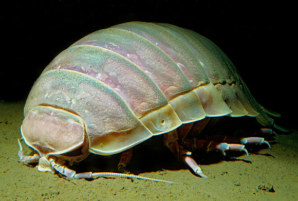 Giant Isopod - 1