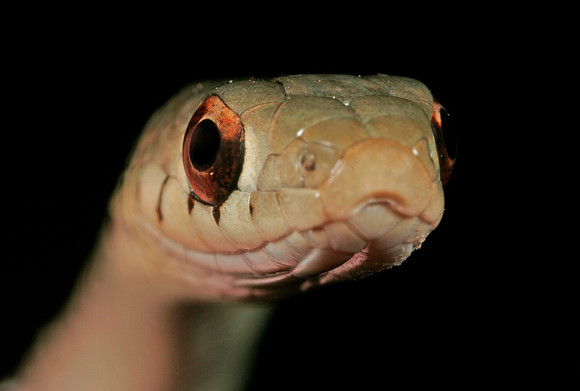 Garter Snake - 8
