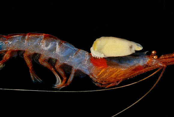 Parasitic Isopod - 2