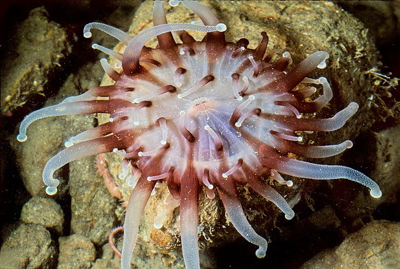 Corallimorphus - 3