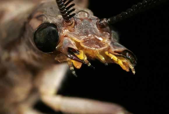 Dobsonfly - 2