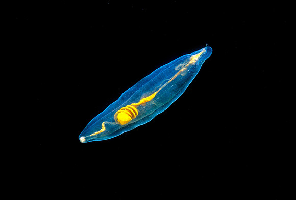 Midwater Polychaete