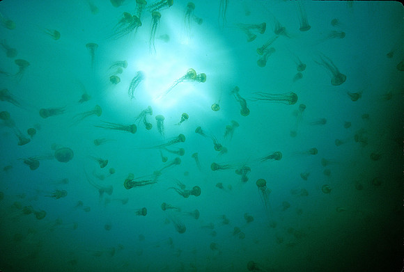 Sea Nettle Swarm - 4