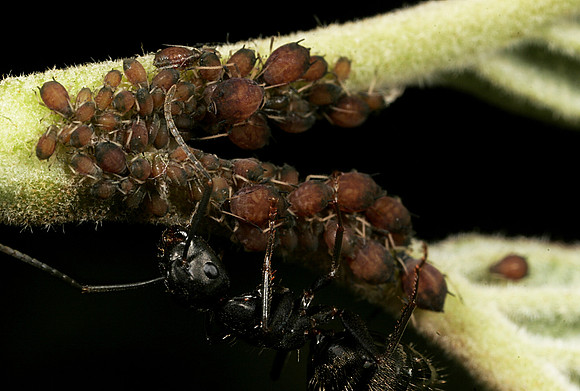 Aphids - 12
