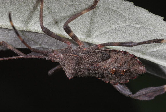 Leaf-footed Bug - 1