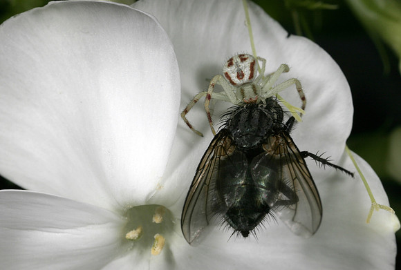 Crab Spider with Prey - 5