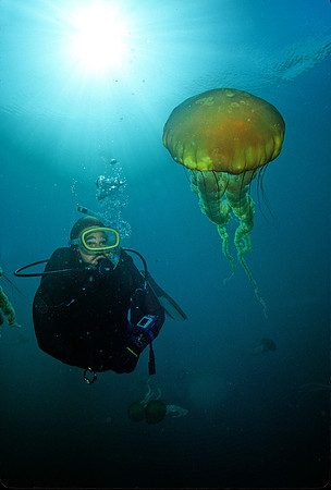 Diver & Sea Nettle - 1