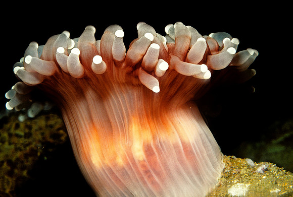 Corallimorphus - 2