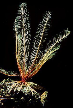 Feather Star