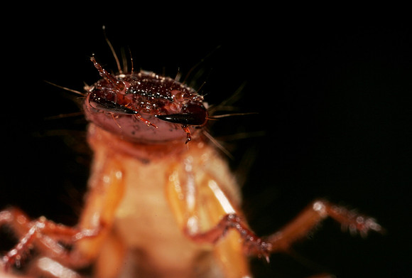 Corydalid Larva - 2