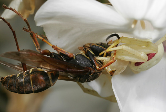 Crab Spider with Prey - 4