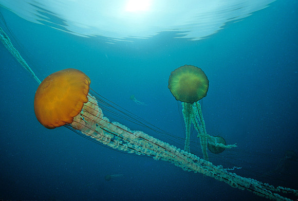 Pacific Sea Nettle - 4