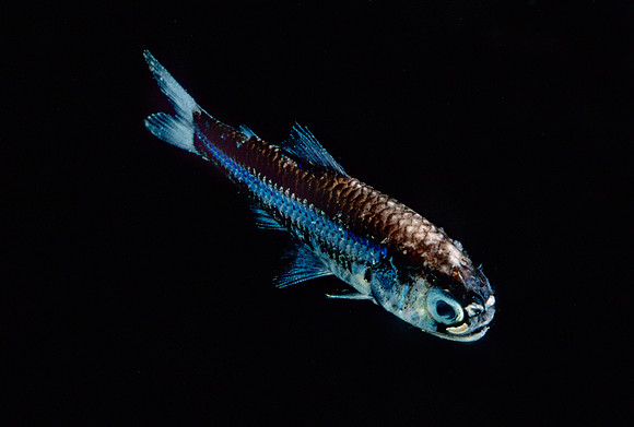 Lanternfish - 4