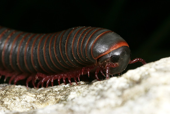 Giant Millipede - 4