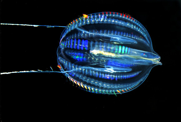 Sea Gooseberry - 1