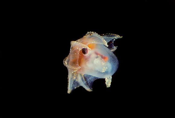 Dumbo Octopus