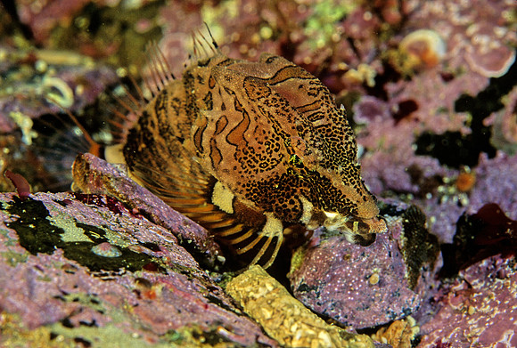 Grunt Sculpin