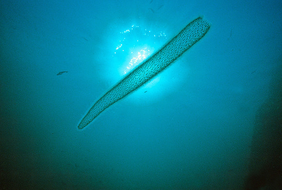 Pyrosome - 1
