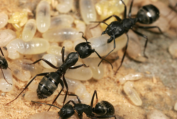 Ants & Embryos - 2