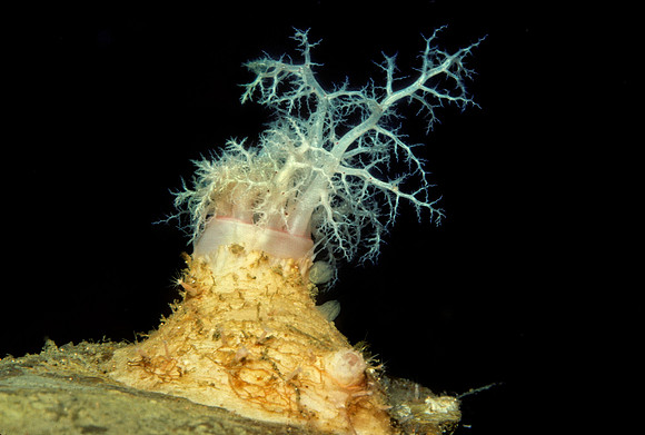 Sea Cucumber Feeding Tentacles - 2