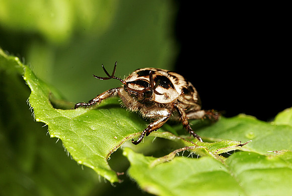 Scarab Beetle - 8