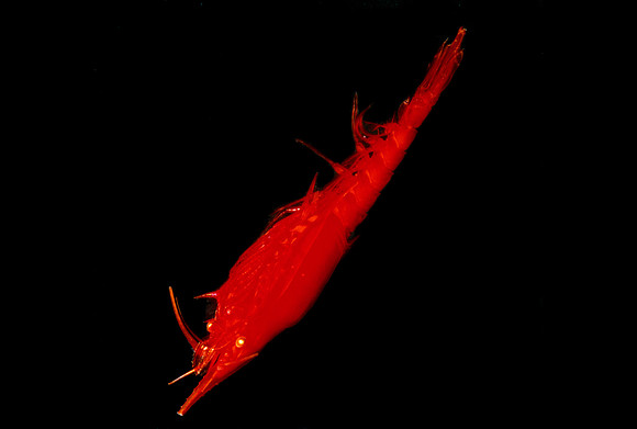 Red Mysid - 2