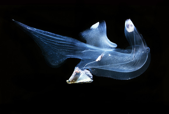 Heteropod - 1