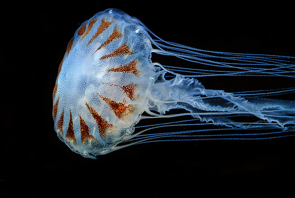 Atlantic Sea Nettle - 1