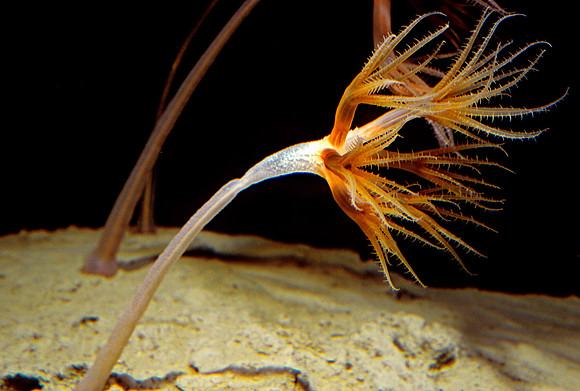 Droopy Sea Pen - 2