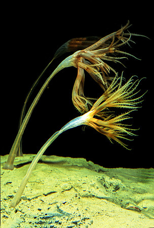 Droopy Sea Pen - 1