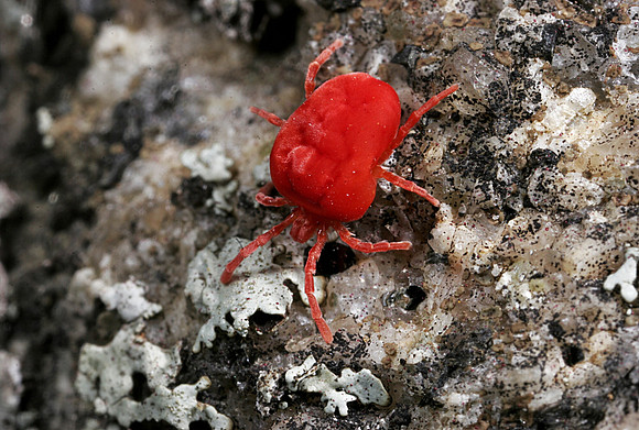 Red Mite - 4