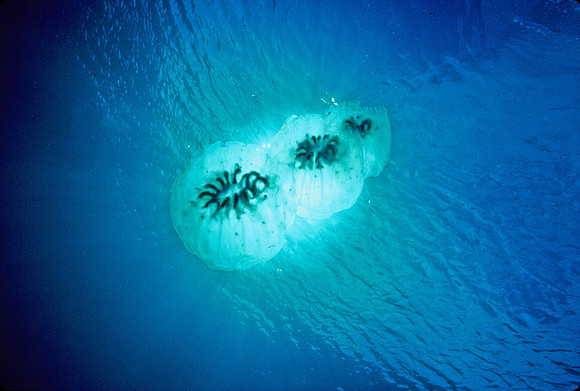 Aggregate Salp - 2