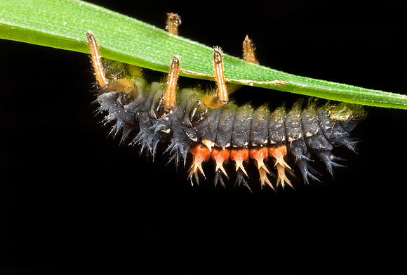 Lady Beetle Nymph - 1
