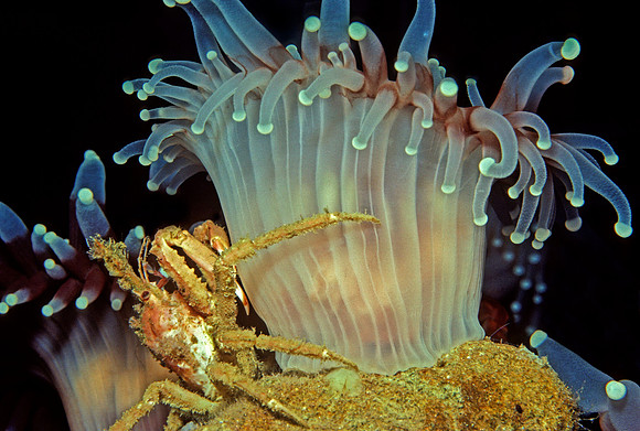 Corallimorph & Decorator Crab