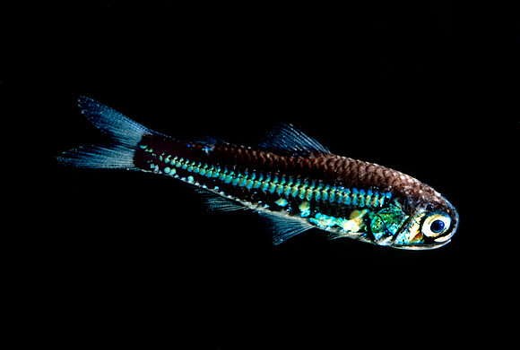 Lanternfish - 5
