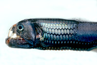 Viperfish - 5