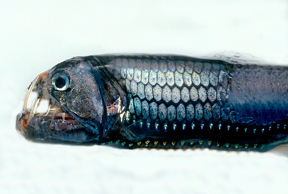 Viperfish - 5