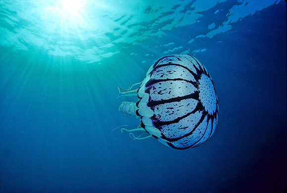 Purple-stripe Jelly - 6