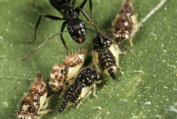 Ant Tending Treehopper Nymphs