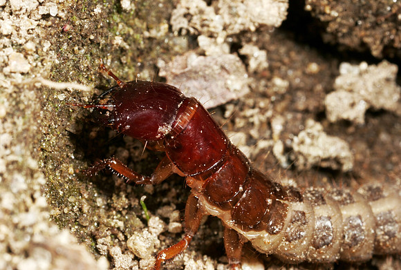 Corydalid Larva - 1