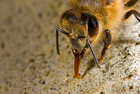 Honeybee Drinking Water