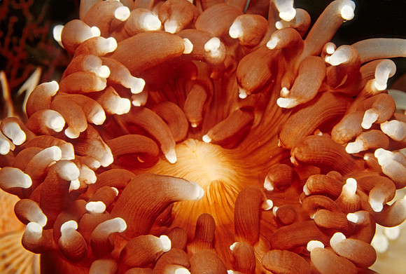 Corallimorphus - 1