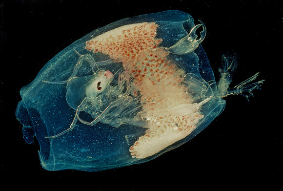 Phronima - 5