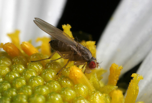 Fruit Fly