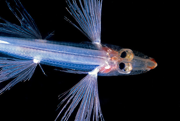 Spookfish