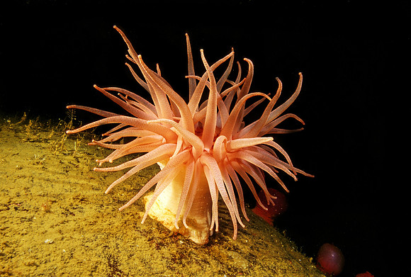 Crimson Anemone