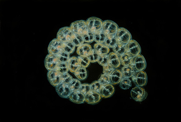 Aggregate Salp - 5