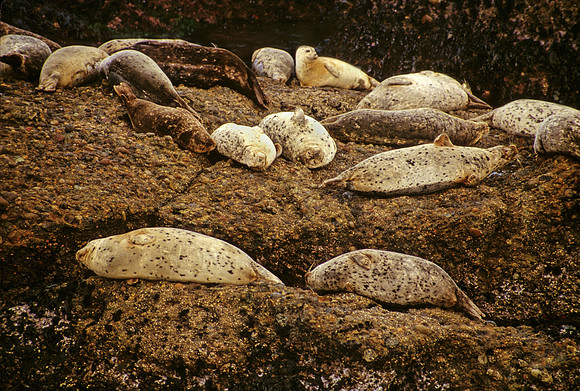 Harbor Seals - 1